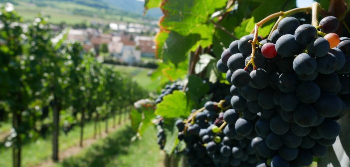 Metzinger-Neuhäuser Weinkulturtag: Inspirationen für alle Sinne