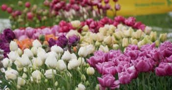 Garstiges Wetter, großartige Farben- und Blütenpracht beim Gönninger Tulpensonntag