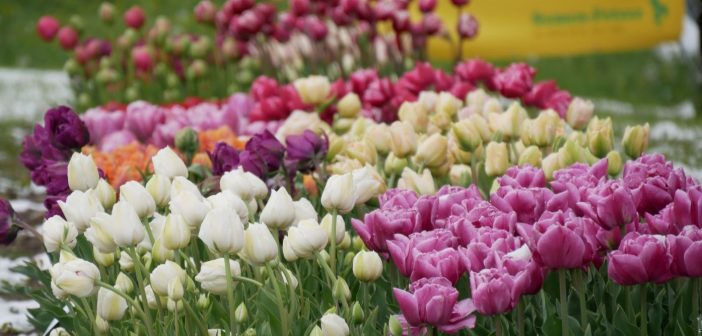 Garstiges Wetter, großartige Farben- und Blütenpracht beim Gönninger Tulpensonntag